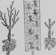 Planting Hedges.