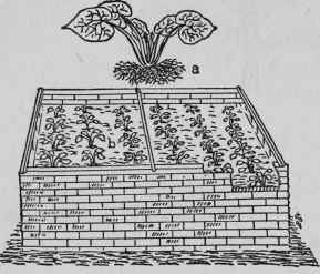 Planting Violets in a Frame.
