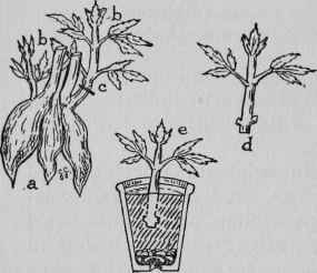Propagating Dahlias.
