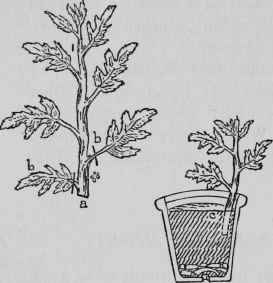 Propagating Marguerites.