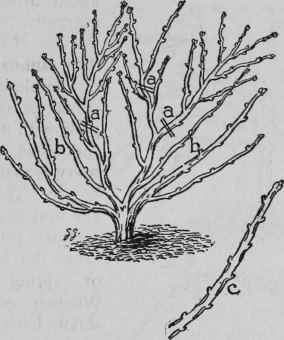 Pruning Black Currant.