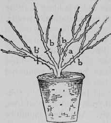 Pruning Pot Rose.