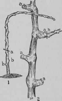 Pruning Vines.
