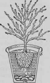 Repotting Fruit Trees.