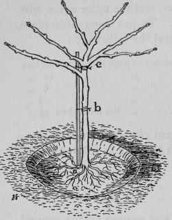 Staking Fruit Trees.