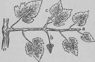 Stopping Vines.