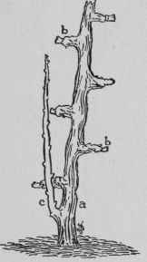 Taking up Fresh Vine Rods.