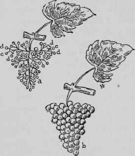 Thinning Grapes.