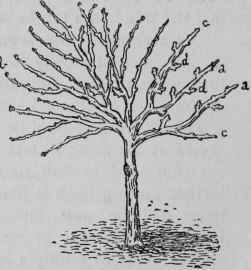 Winter Pruning Apples. Right side of Apple tree.
