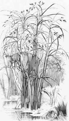 Cyperus Longus.