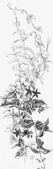 Drapery For Trees And Bushes 31