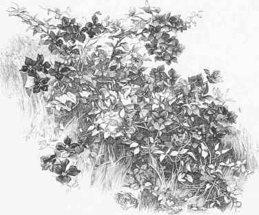 Large flowered Clematis.