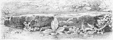 Rabbits And Woods 95
