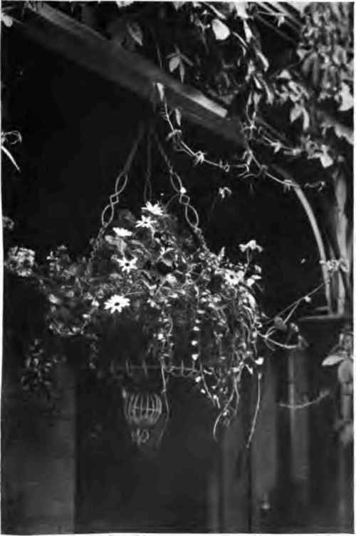A Hanging Basket