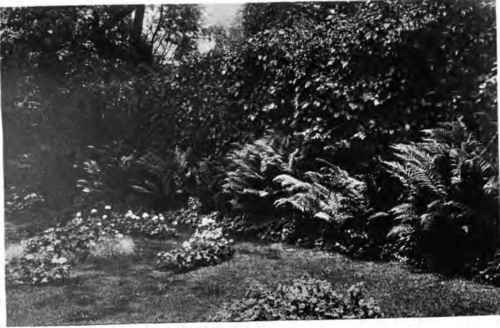 A Town Fernery