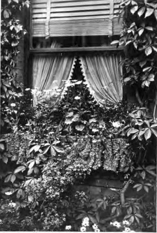 A Window Box In June