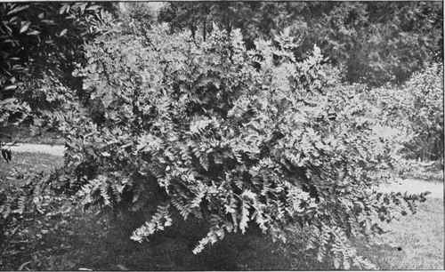 The Royal Fern . . Is one of our noblest plants.