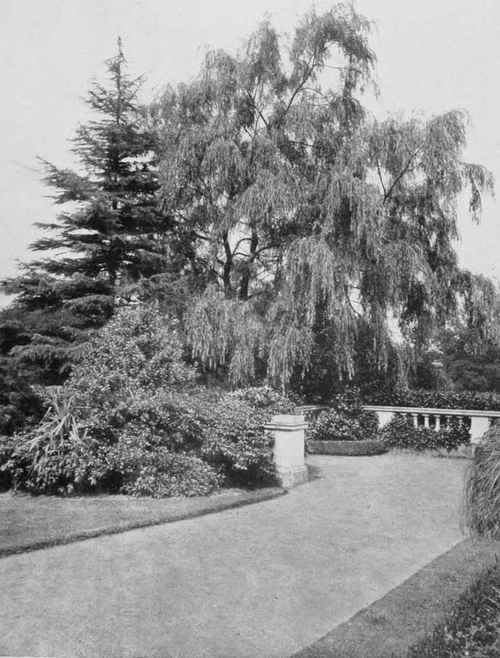 The monarch of the terrace. A noble Weeping Willow.
