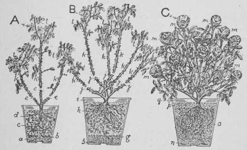 Fig. 45. Roses In Pots. I. Bushes