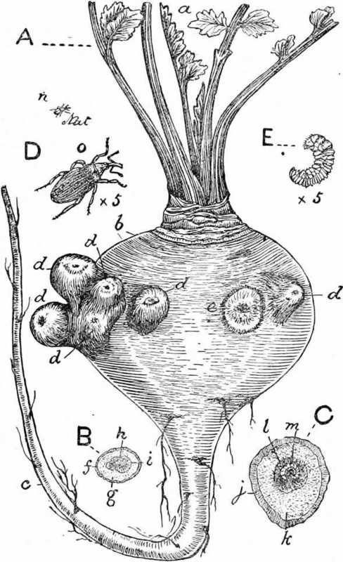 Fig. 41. Turnip Attacked By Gall Weevil.
