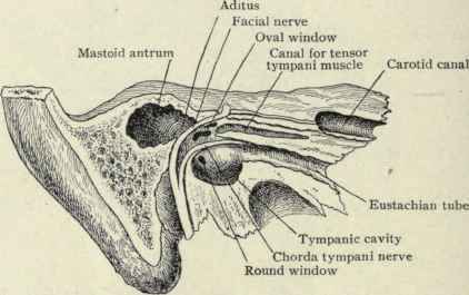 Fig. 103. Right temporal bone: The outer surface has been cut away, exposing the tympanic cavity, its inner wall, the mastoid antrum, Eustachian tube, etc.
