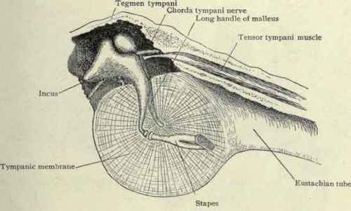 Fig. 104. View of the tympanic membrane and ossicles of the left ear from within.