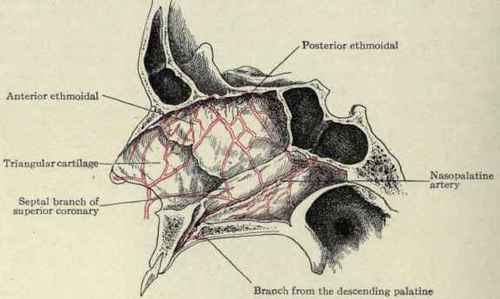 Fig. 119. Arteries supplying the septum of the nose.