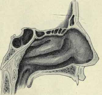 Fig. 121. Outer wall of nose, showing the superior, middle, and inferior turbinate bones.