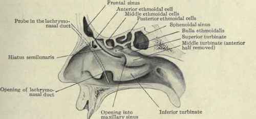 Fig. 122. View of outer wall of the nose and accessory cavities.