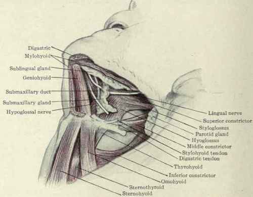 Fig. 166. Submaxillary region mylohyoid muscle cut away showing the sublingual gland and anterior portion of submaxillary gland.