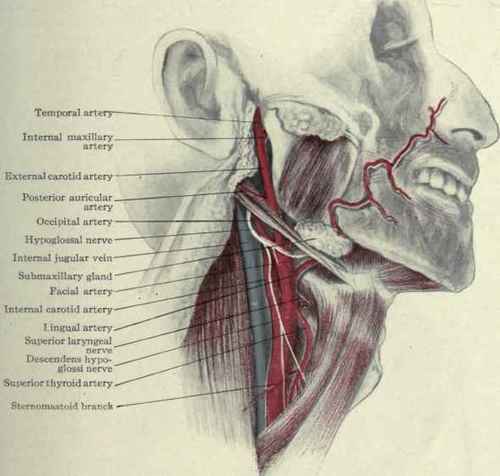 Fig. 167. Carotid arteries and branches.