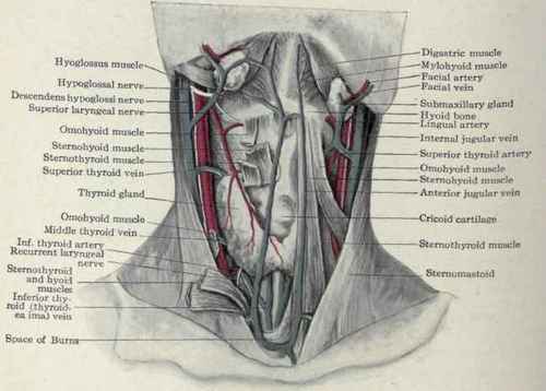 Fig. 168. Dissection of the deep structures of the front of the neck.