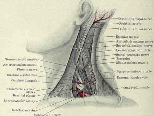 Fig. 169. Dissection of the posterior cervical triangle.
