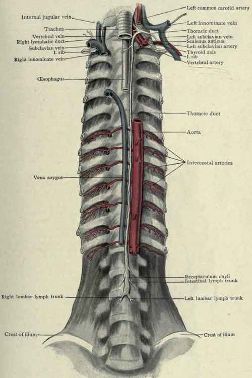 Fig. 225.   Dissection of posterior body wall, seen from in front, showing thoracic duct and right lymphatic duct: veins have been laterally displaced to expose the terminations of the thoracic duct. (Piersol).