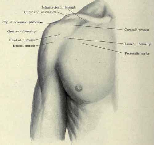 Fig. 241. Surface anatomy of the shoulder.