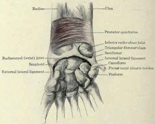 Fig. 341. The wrist joint and inferior radioulnar articulation.