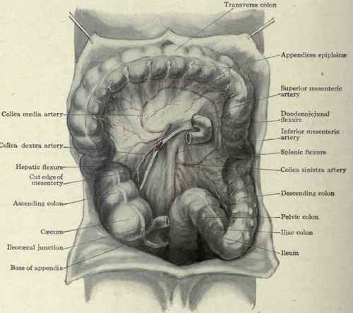 Fig. 427. View of the interior of the abdomen: the mesentery has been cut, the small intestines removed, and the transverse colon turned upward. The pelvic colon and iliac colon together form the sigmoid flexure.