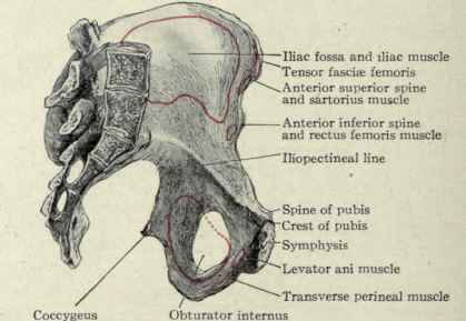 Fig. 441.   View of the pelvis from the inside.