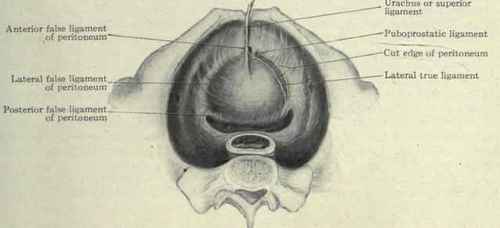 Fig. 450. View of the interior of the male pelvis, showing the bladder attachments.