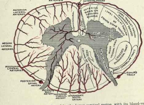 Fig. 489. Diagram of the spinal cord in the lower cervical region, with its blood vessels.