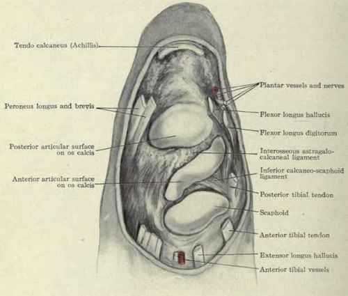 Fig. 582.   The subastragaloid joint; lower surface. The astragalus has been removed.