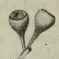 147 Eucalyptus melanophloia 221