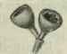 16 Eucalyptus Carnea 39