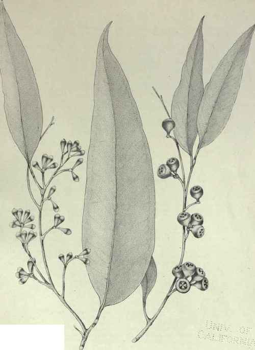 17 Eucalyptus dextropinea 41