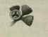 170 Eucalyptus aggregata 252