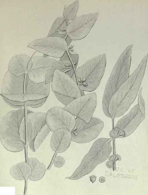 59 Eucalyptus Rodwayi 92