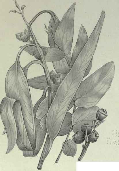 66 Eucalyptus unialata 102