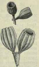 85 Eucalyptus costata 132