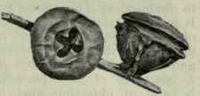 88 Eucalyptus globulus 138