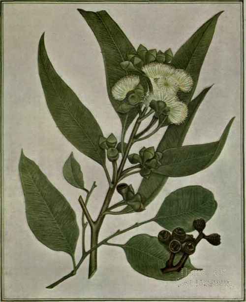 93 Eucalyptus punctata 149